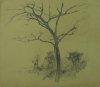 1923 - Albero